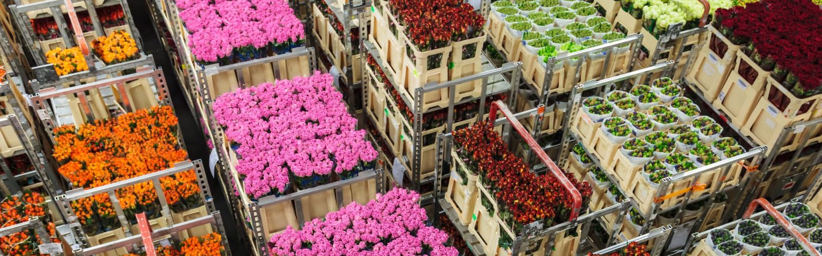 Kevglobal Flower Importers and Exporters 
